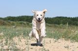 GOLDEN RETRIEVER 220